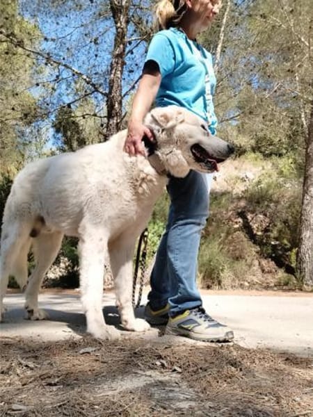 Snow, grosser Rüde sucht Familie