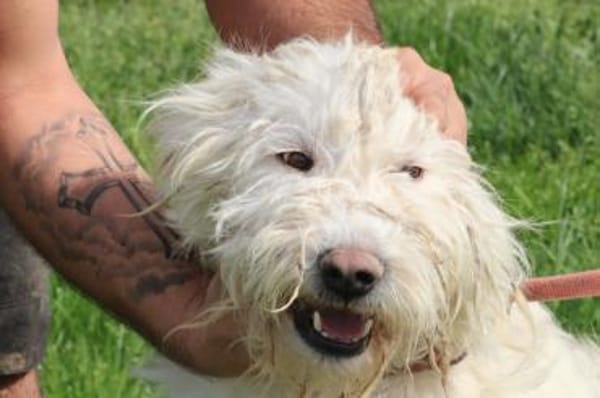 Rohin - sehr zutraulich u. kinderlieb