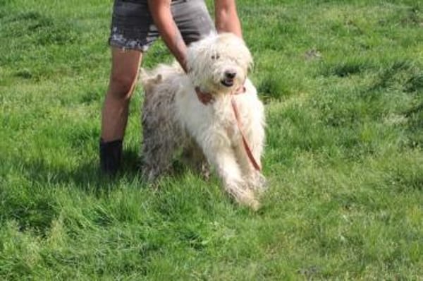 Rohin - sehr zutraulich u. kinderlieb