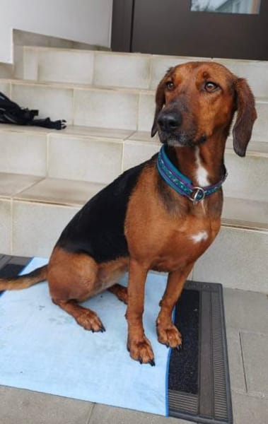 Charmante Hündin Bubica sucht Zuhause