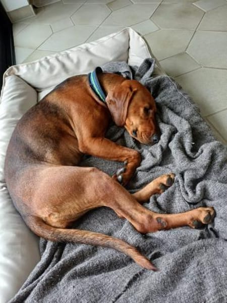 Charmante Hündin Bubica sucht Zuhause