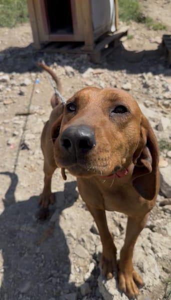 Charmante Hündin Bubica sucht Zuhause