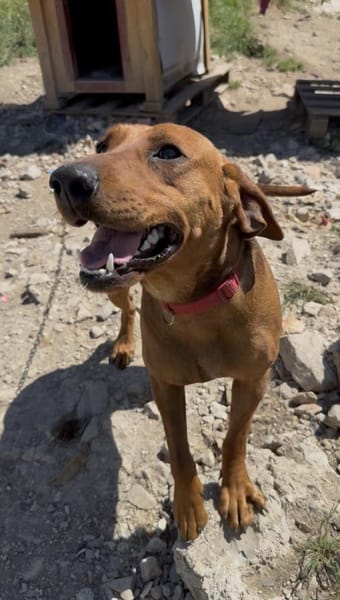 Charmante Hündin Bubica sucht Zuhause