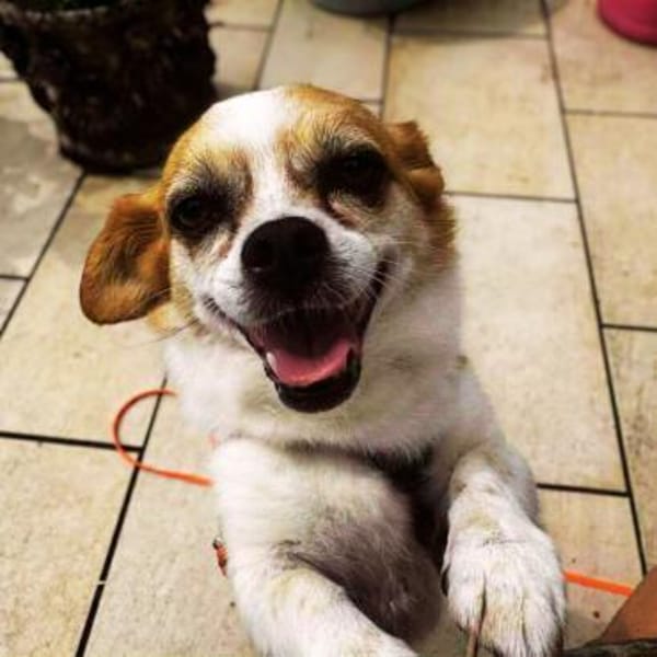 Lotti - kleine sanfte Hündin