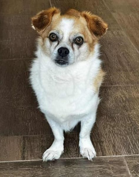 Lotti - kleine sanfte Hündin