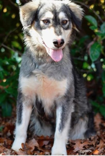 Herzige, hübsche Sammy Jo sucht ein Heim