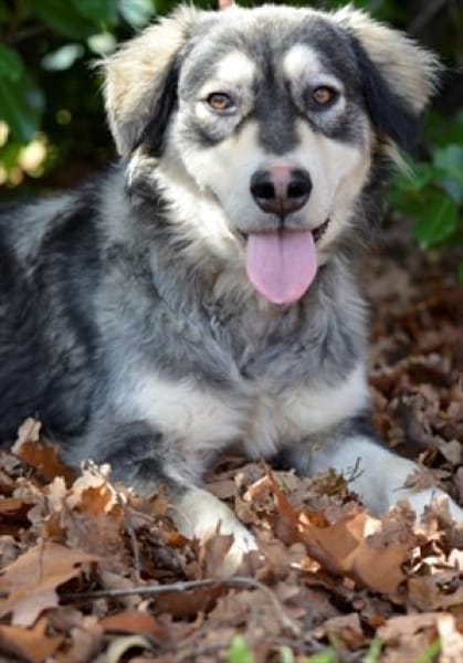 Herzige, hübsche Sammy Jo sucht ein Heim