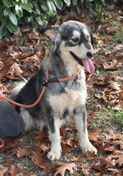 Herzige, hübsche Sammy Jo sucht ein Heim