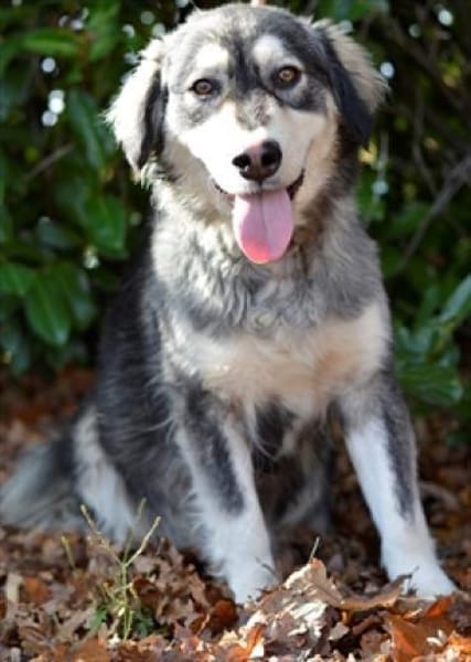 Herzige, hübsche Sammy Jo sucht ein Heim