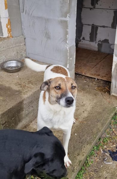 Lucky, hol dir das Glück ins Haus