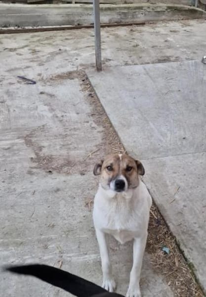 Lucky, hol dir das Glück ins Haus