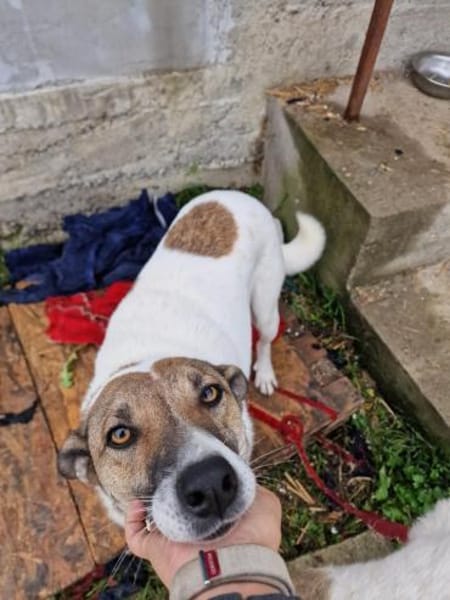 Lucky, hol dir das Glück ins Haus