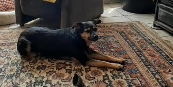 Vicky - quirliges Hundemädchen...