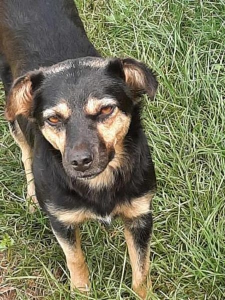 Vicky - quirliges Hundemädchen...