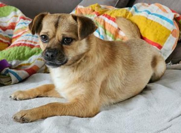 Menschenbezogene CELIA...