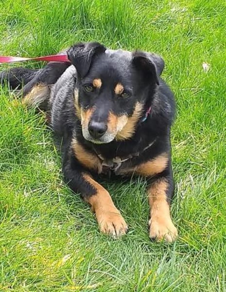 Schmusebacke Kalle sucht eine Familie