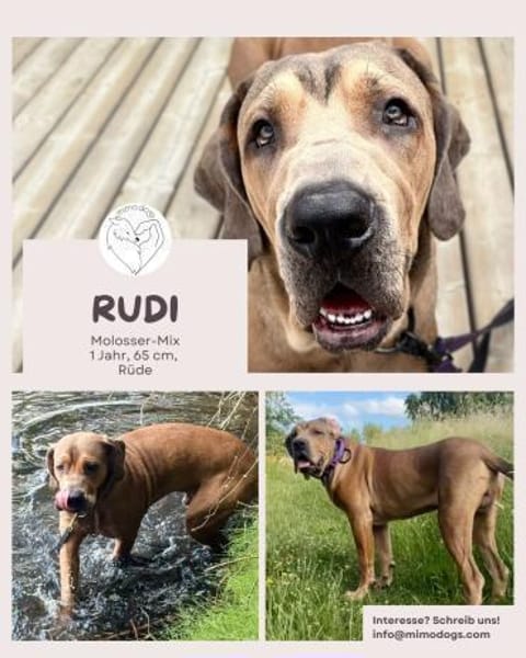 Rudi: Molosser-Mix sucht Hundeerfahrene