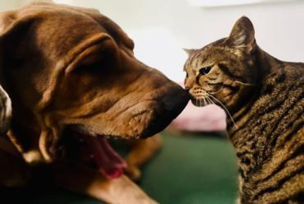 Rudi: Molosser-Mix sucht Hundeerfahrene