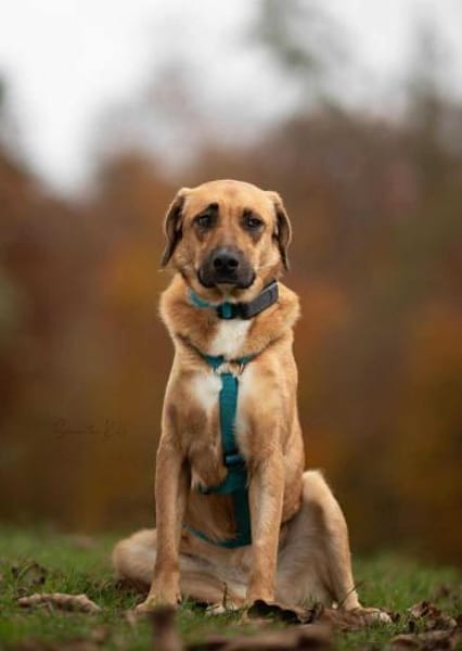 Ginny - sensible,kluge Hündin