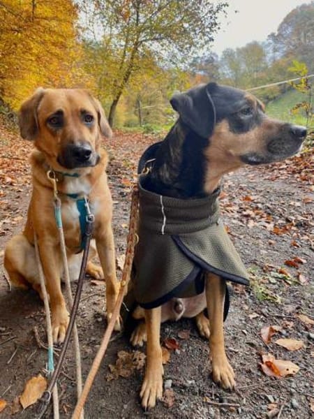 Ginny - sensible,kluge Hündin