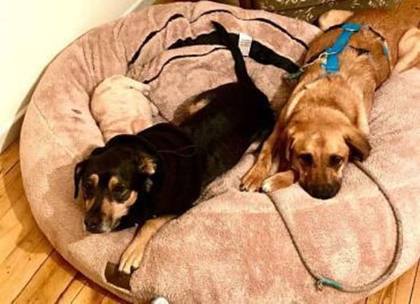 Ginny - sensible,kluge Hündin