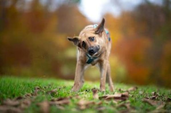 Ginny - sensible,kluge Hündin