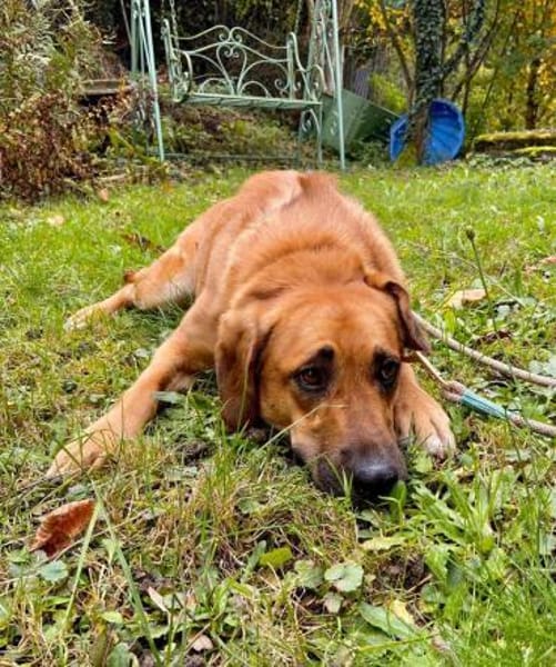 Ginny - sensible,kluge Hündin