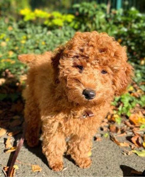 Paros - sensibler Zwergpudel