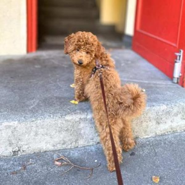 Paros - sensibler Zwergpudel