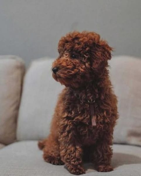 Paros - sensibler Zwergpudel