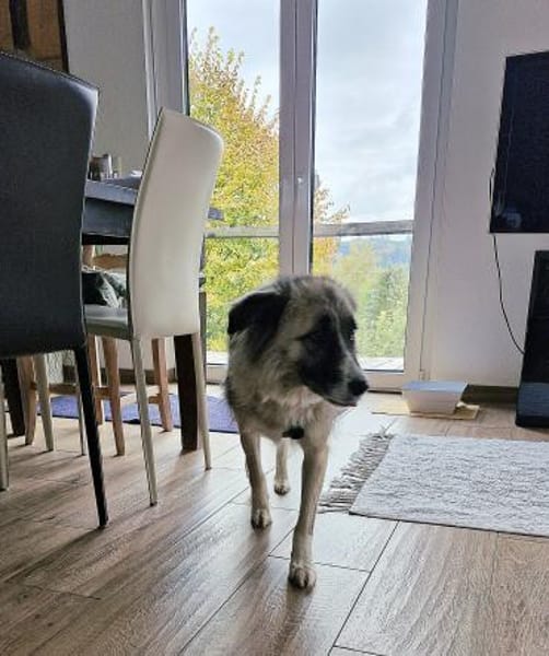 Zoe, lieb, sozial, katzenverträglich