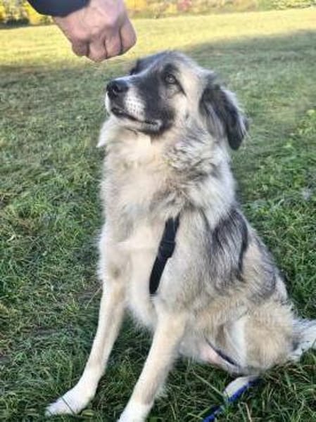 Zoe, lieb, sozial, katzenverträglich