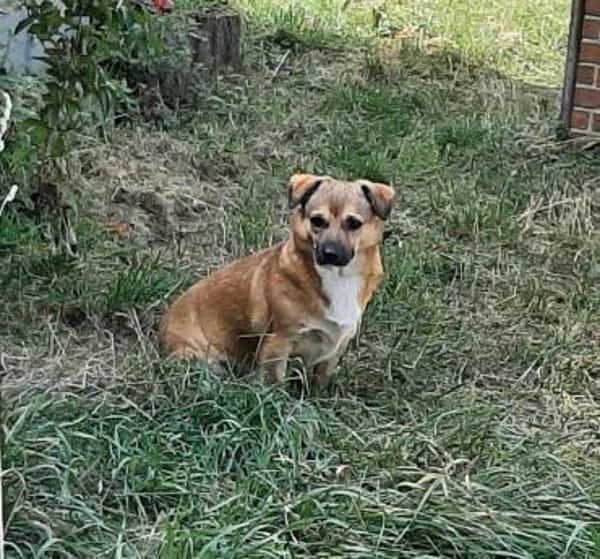 verschmuster Charlie sucht sein Zuhause!