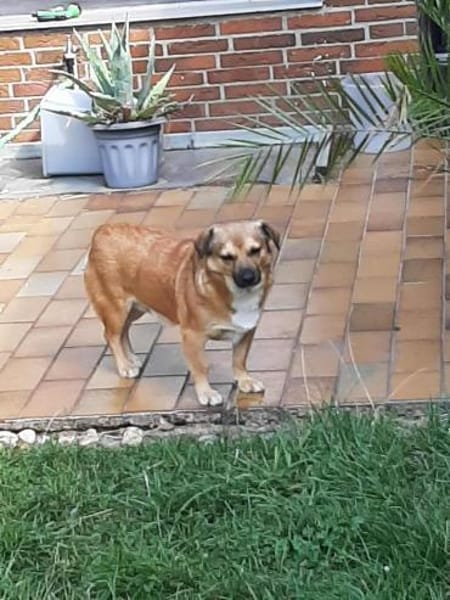 verschmuster Charlie sucht sein Zuhause!