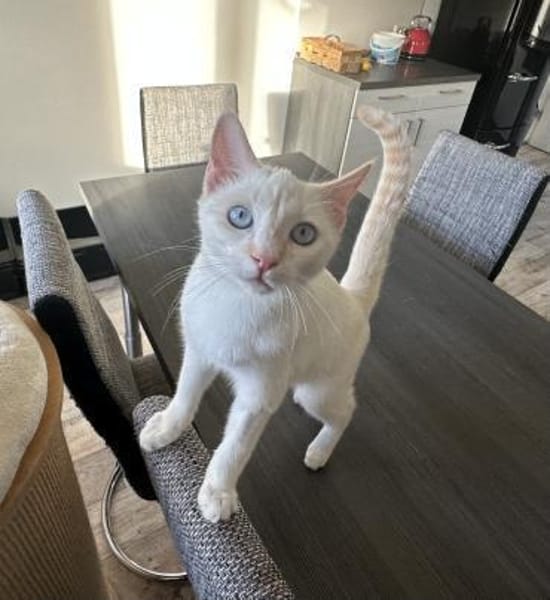 Blue sucht zusammen mit Nala oder Bobby