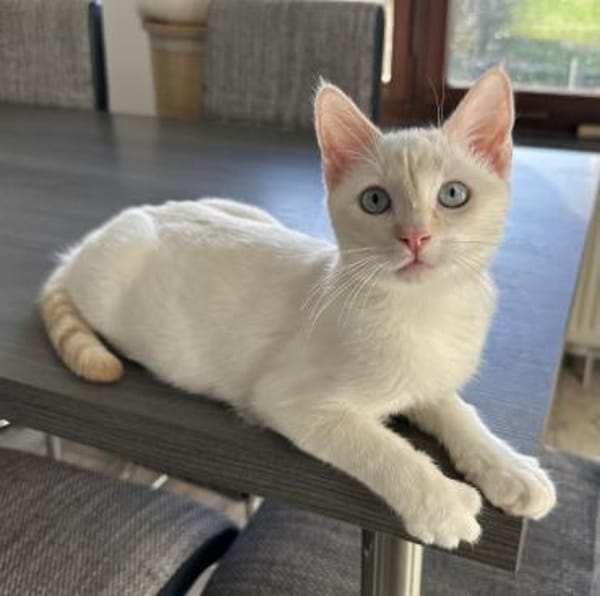 Blue sucht zusammen mit Nala oder Bobby