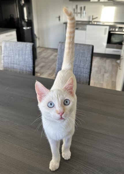 Blue sucht zusammen mit Nala oder Bobby