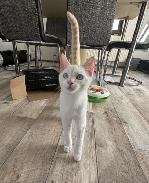 Blue sucht zusammen mit Nala oder Bobby