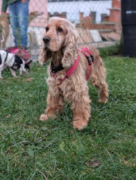 Fruzsi, hübsche Cocker Spaniel Dame