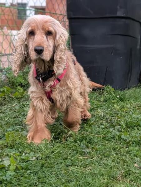 Fruzsi, hübsche Cocker Spaniel Dame