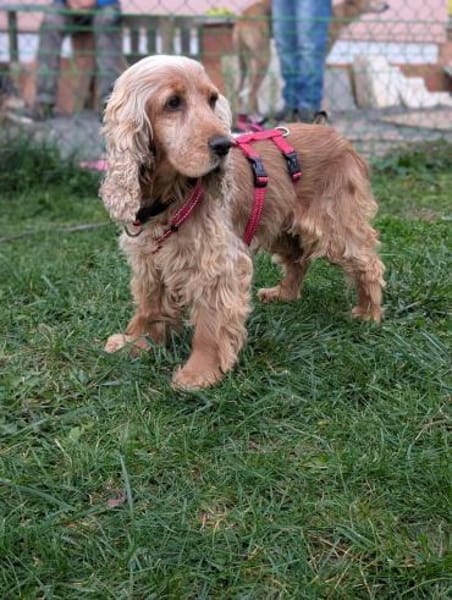 Fruzsi, hübsche Cocker Spaniel Dame