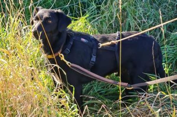 zarte FREYA💖wartet in 01640 Coswig!