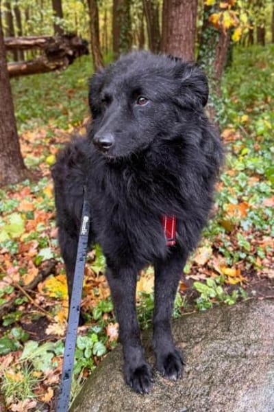 sanfter LENZIwartet in 22559 Hamburg!