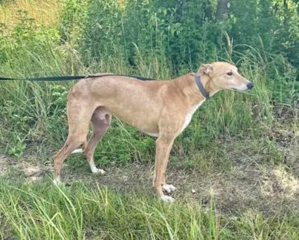 Piri, bildhübscher Magyar Agár