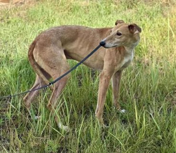 Piri, bildhübscher Magyar Agár