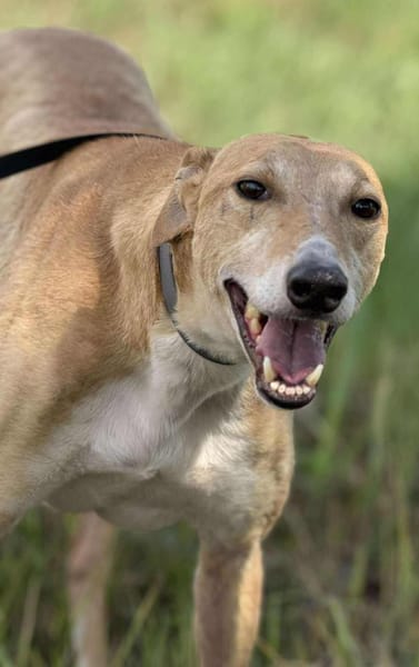 Piri, bildhübscher Magyar Agár