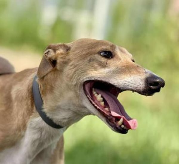 Piri, bildhübscher Magyar Agár