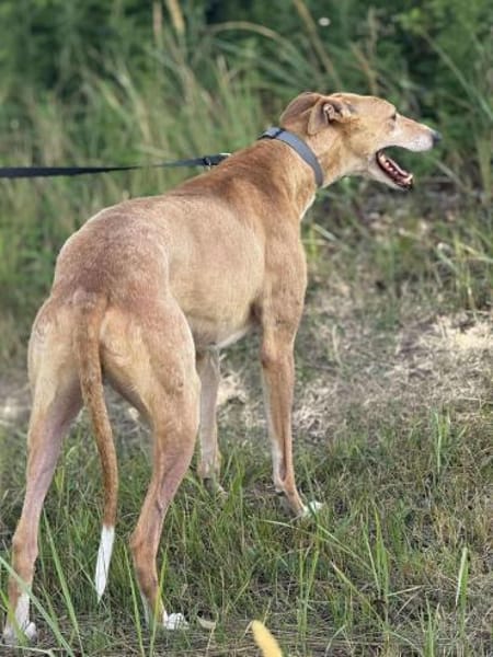 Piri, bildhübscher Magyar Agár