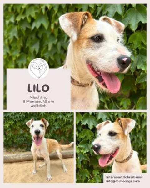 Lilo - Lebensfreude auf vier Pfoten