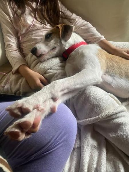 Lilo - Lebensfreude auf vier Pfoten